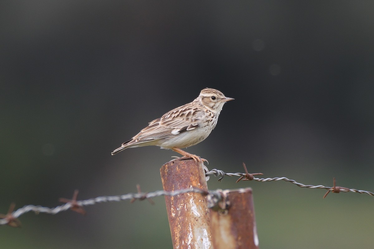 Wood Lark - ML327947421