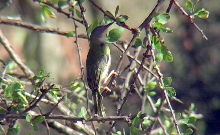 Yellow-breasted Apalis (Brown-tailed) - ML327948391