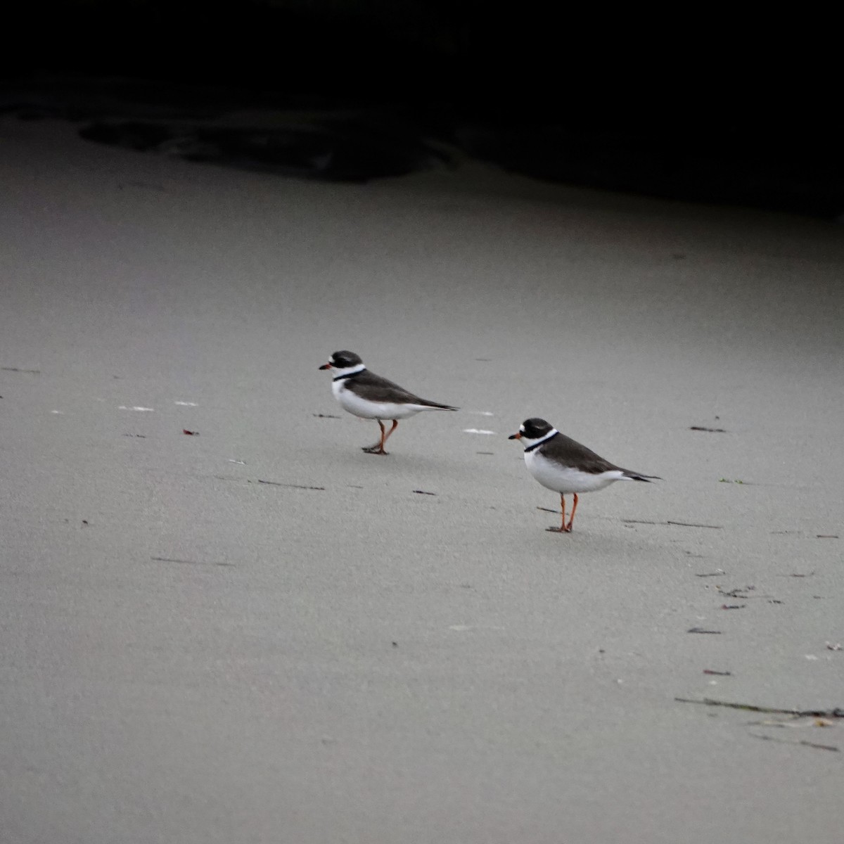 Semipalmated Plover - ML327950461