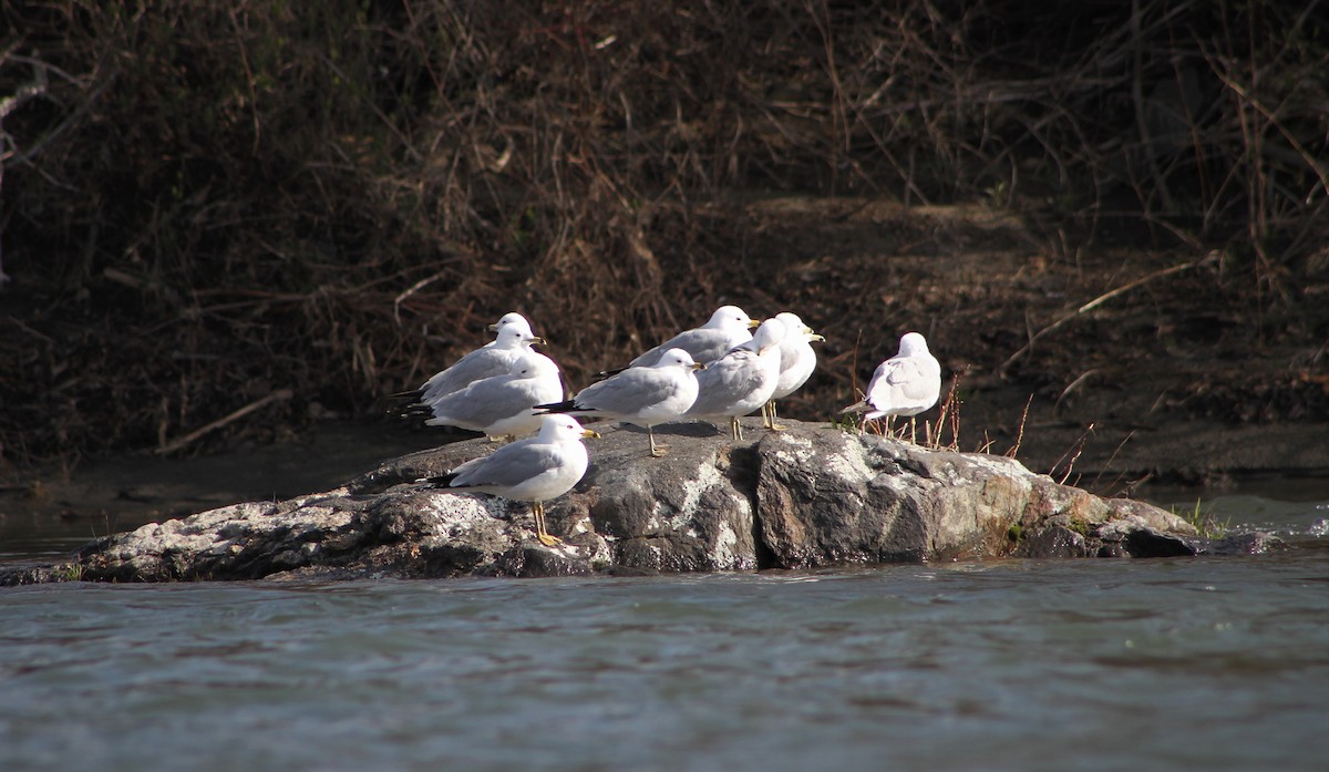 Ring-billed Gull - Kyle Jones