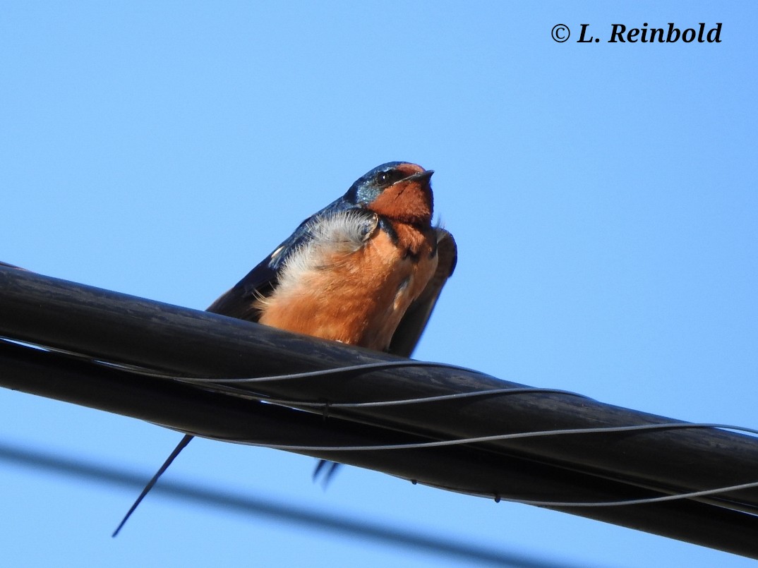 Barn Swallow - ML327950991