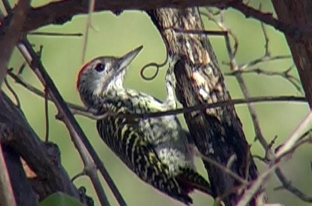 Cardinal Woodpecker - Josep del Hoyo