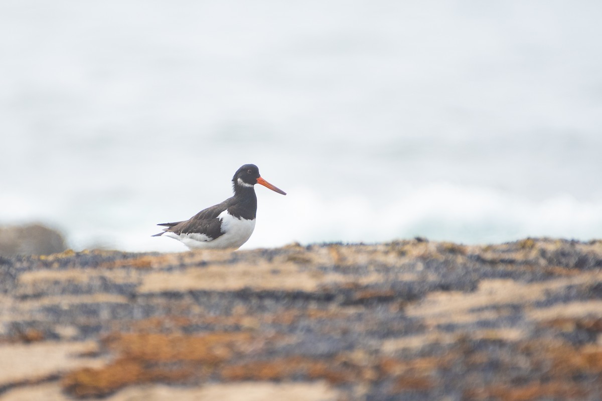 Eurasian Oystercatcher - ML327954041