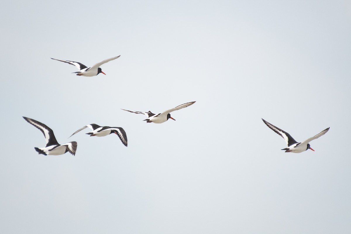 Eurasian Oystercatcher - ML327954101