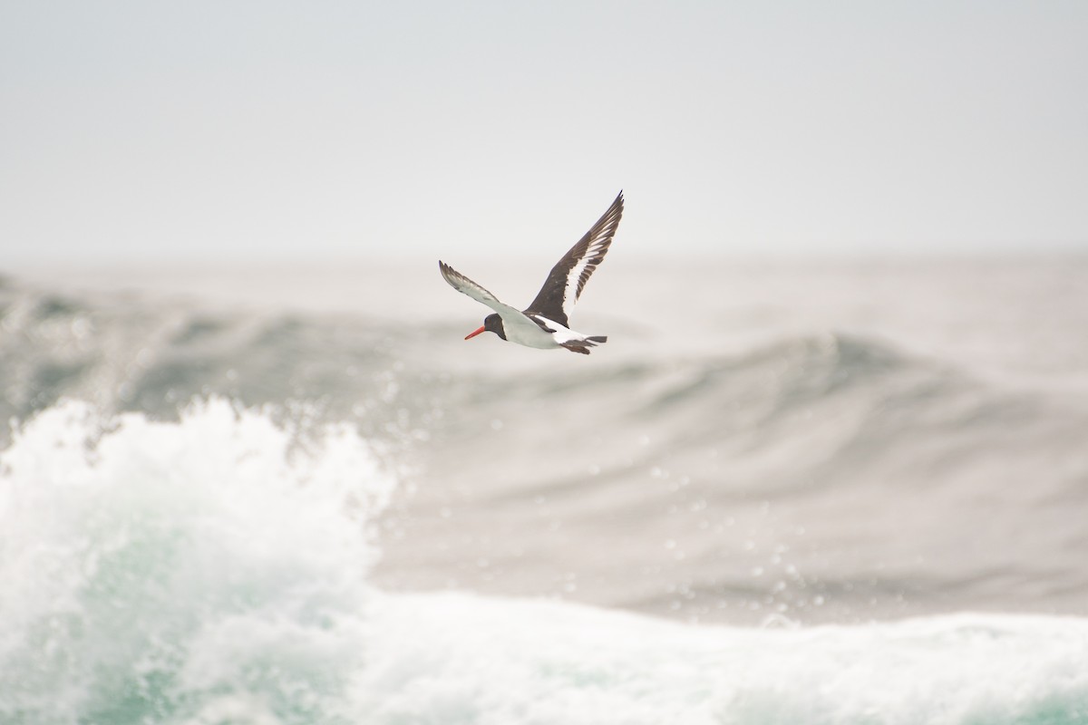 Eurasian Oystercatcher - ML327954121