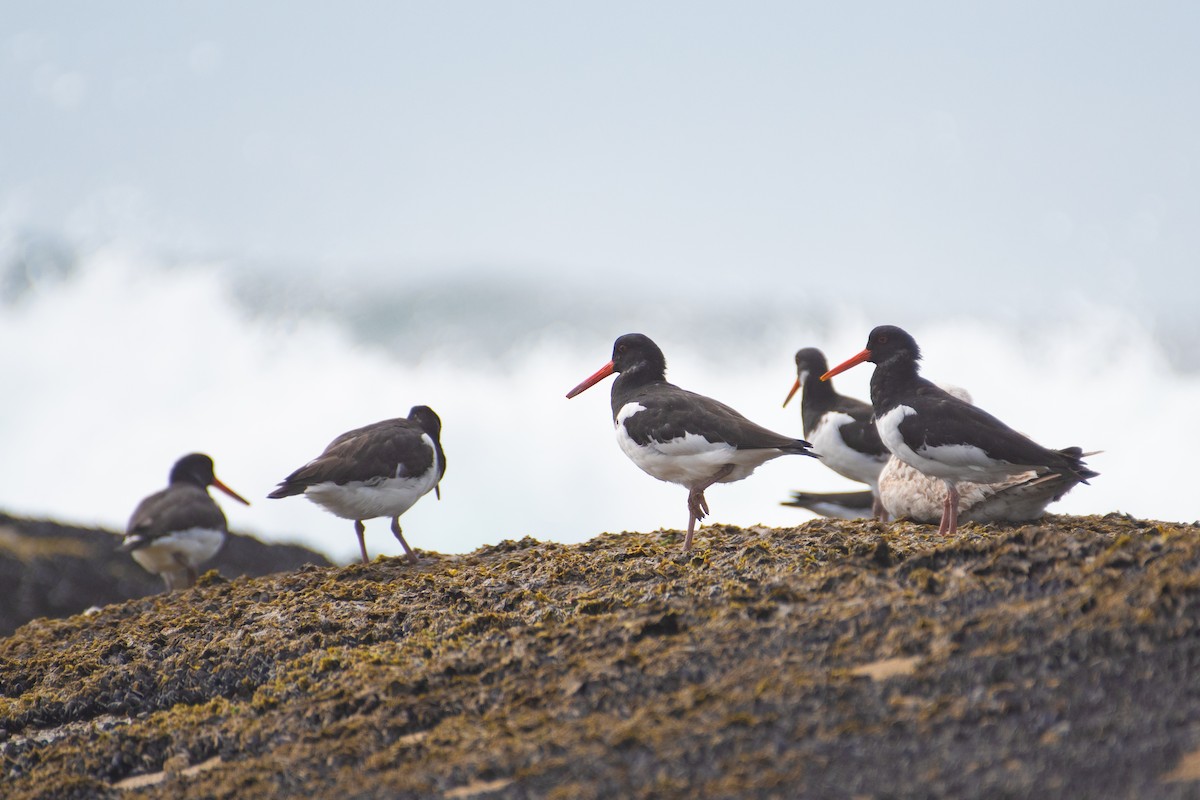 Eurasian Oystercatcher - Ana Amaral