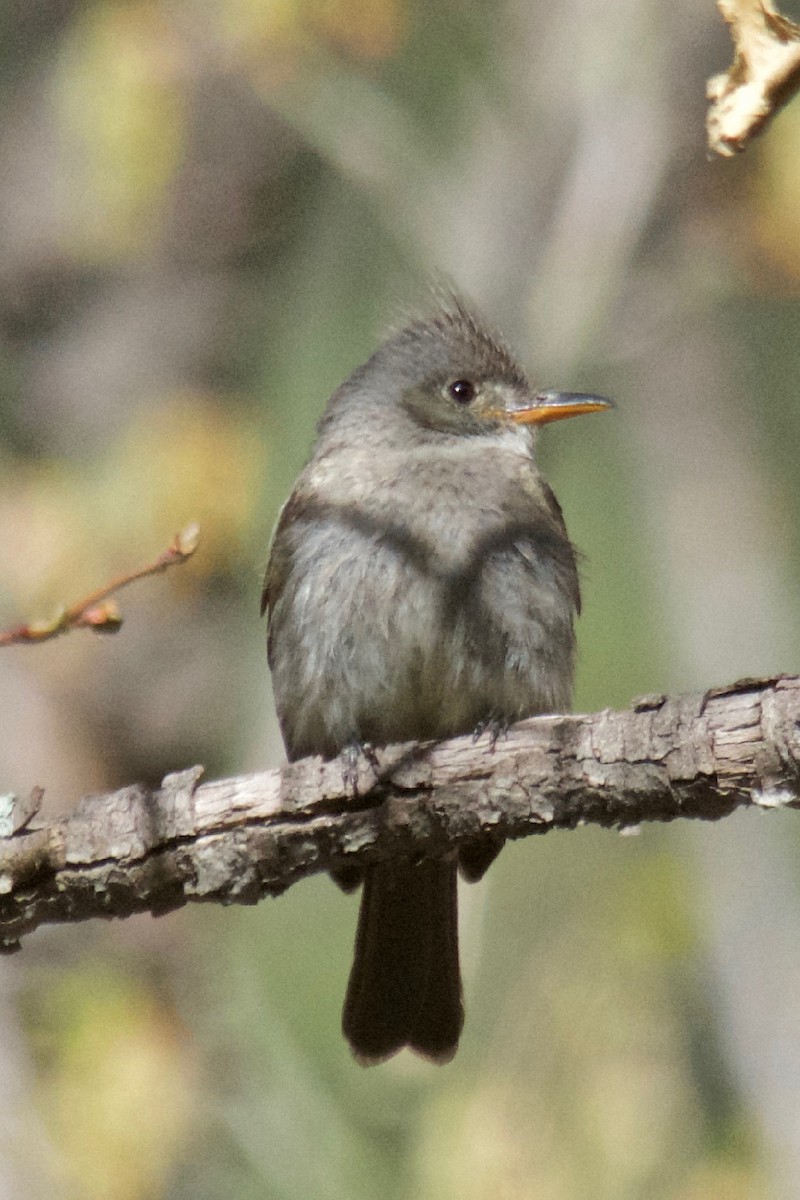 Western Wood-Pewee - ML327954521