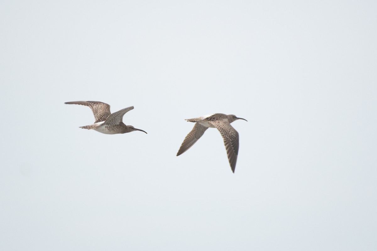 Whimbrel - Ana Amaral