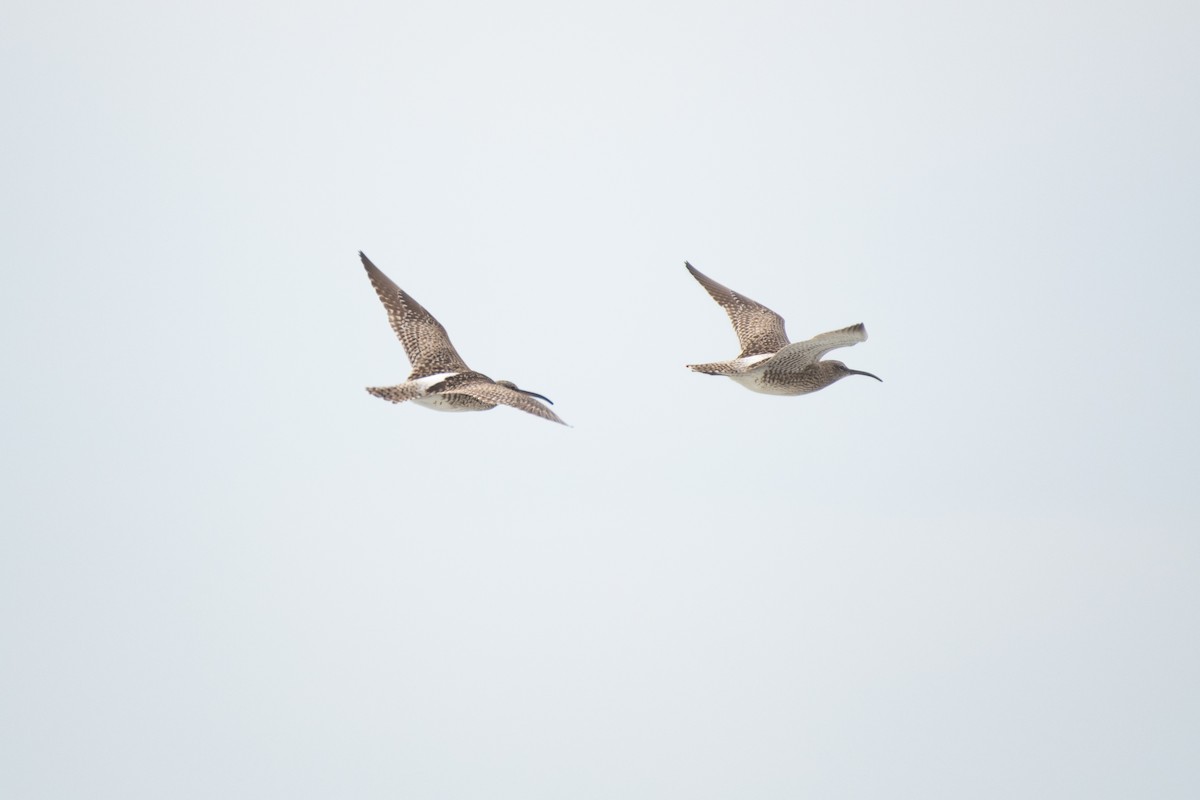 Whimbrel - Ana Amaral