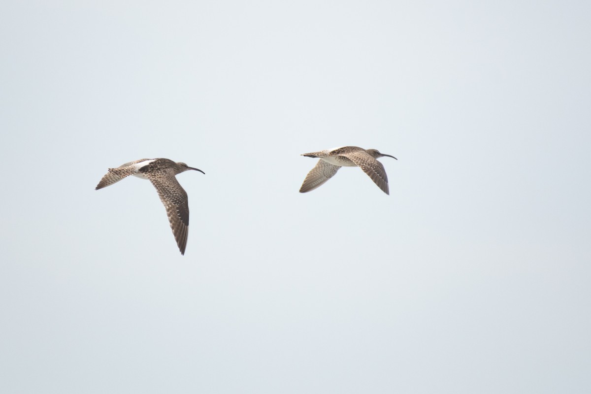 Whimbrel - Ana Amaral