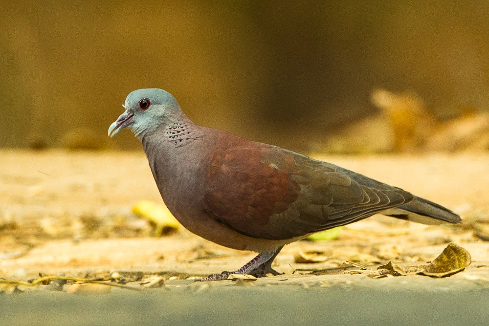 Malagasy Turtle-Dove - ML327954781