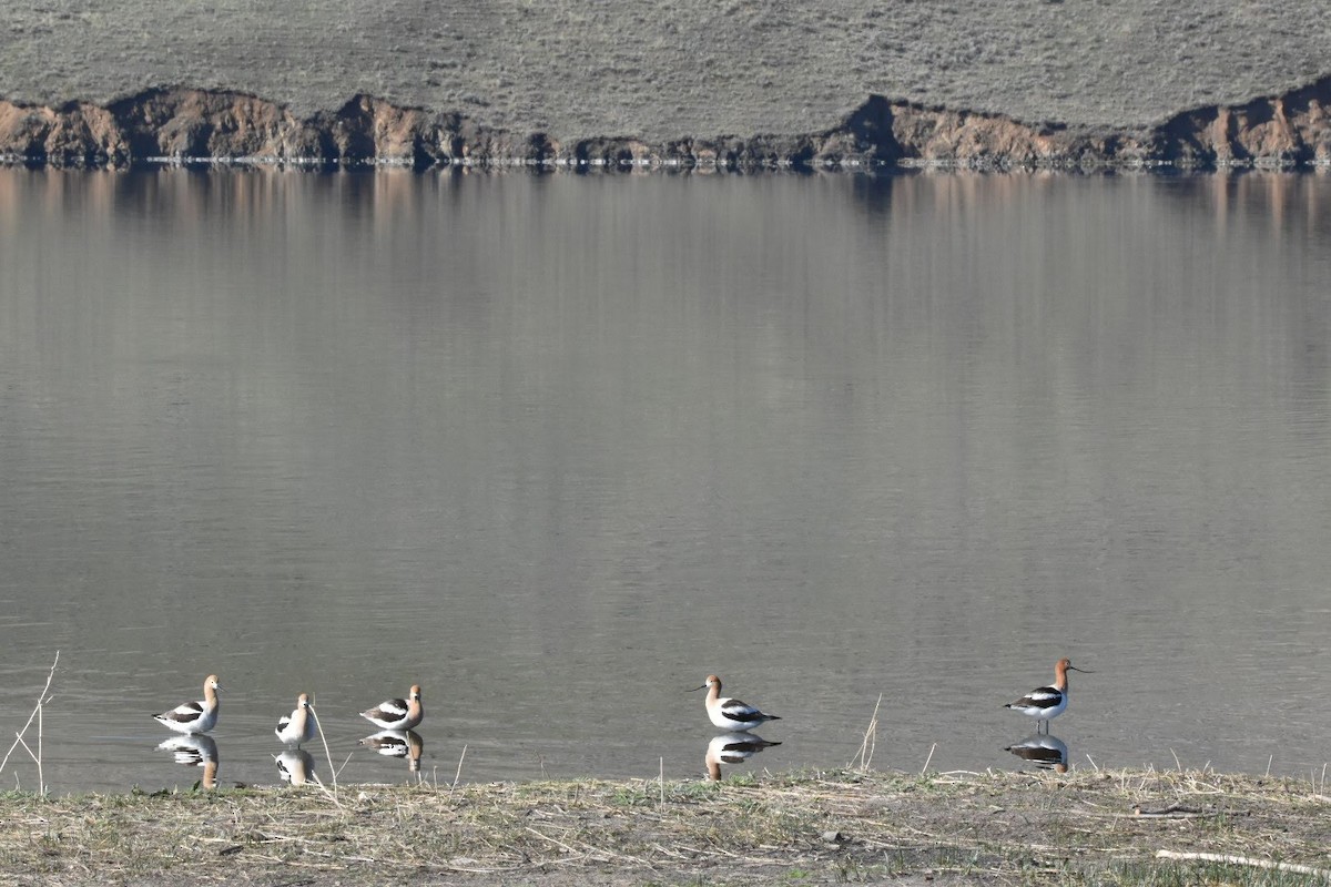 American Avocet - ML327955881