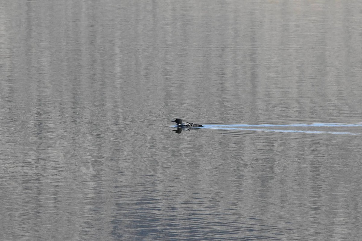 Common Loon - ML327956391