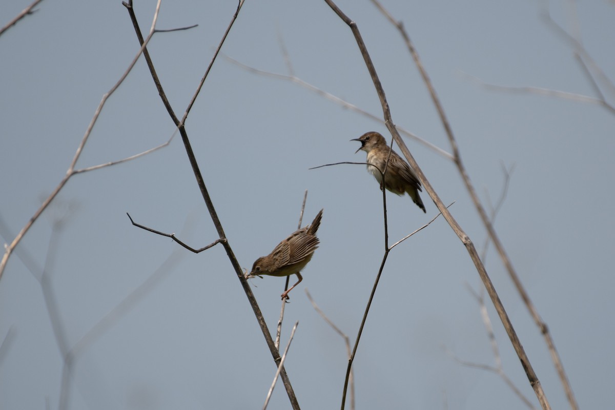 Zitting Cisticola - ML327957041