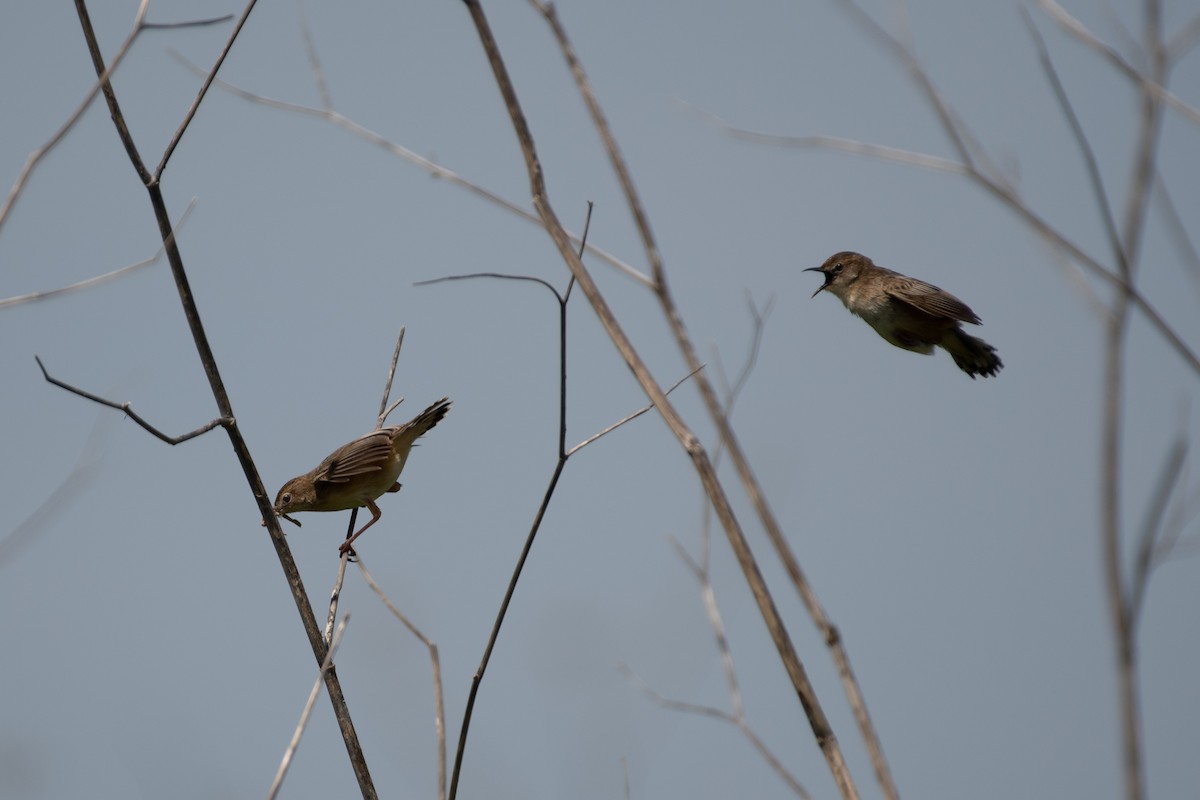 Zitting Cisticola - ML327957061