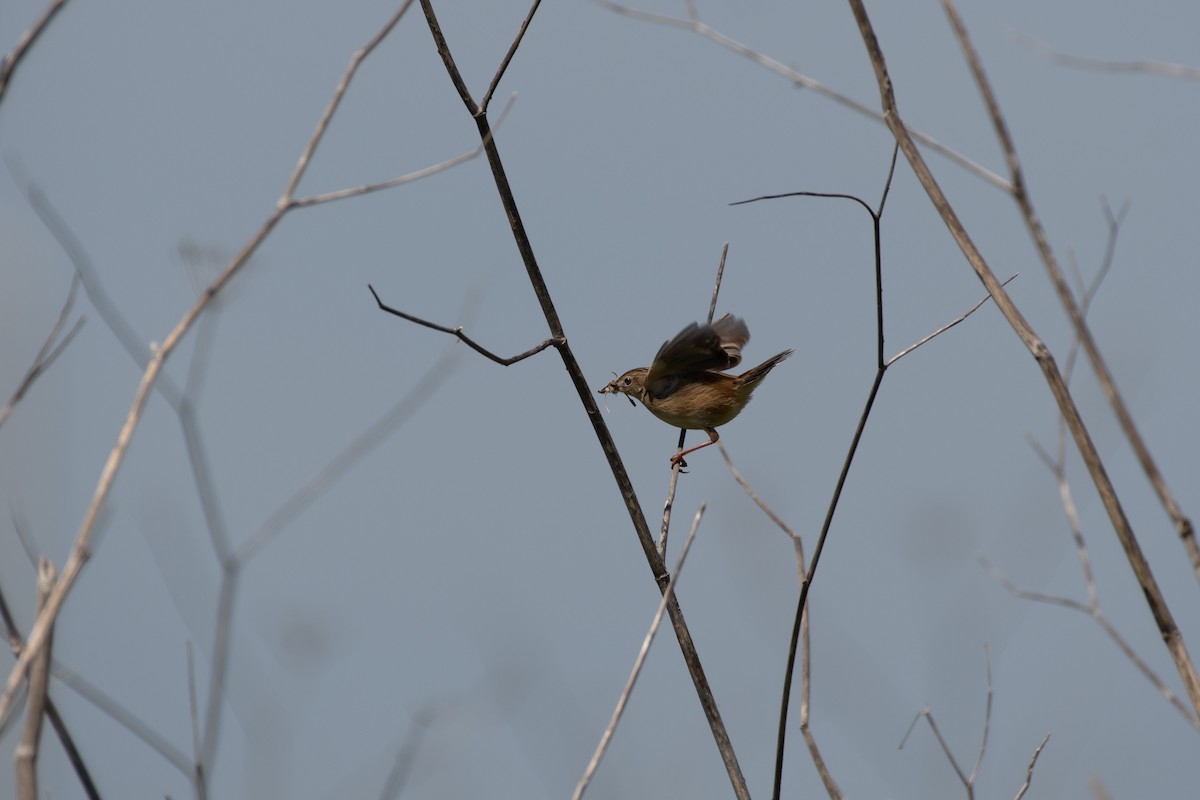 Zitting Cisticola - ML327957071