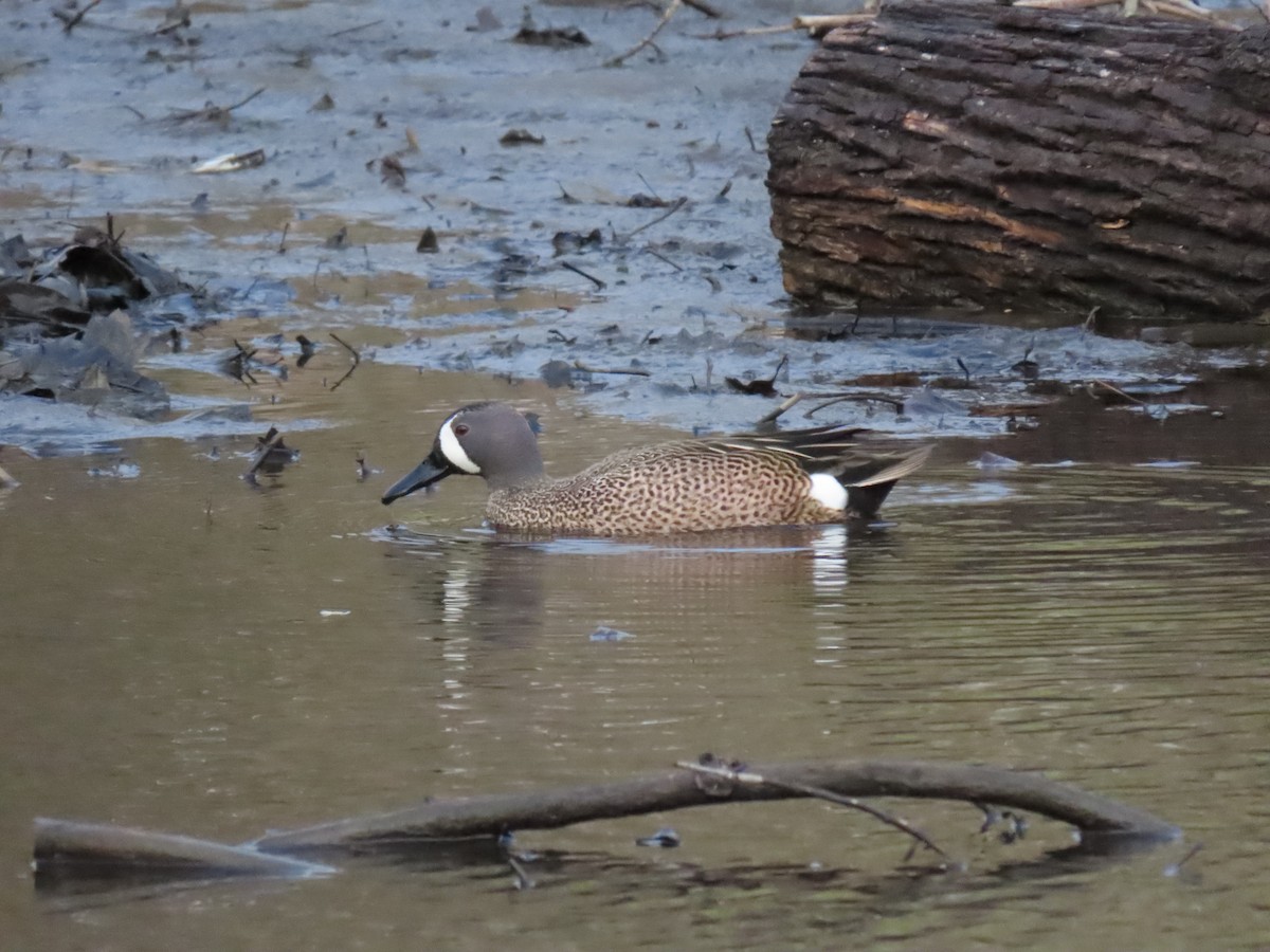 Blue-winged Teal - ML327957901