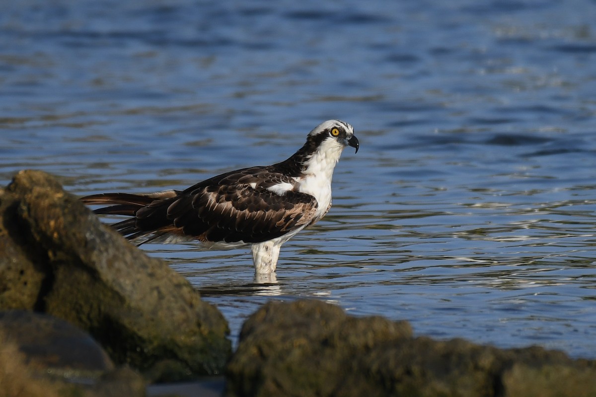 Osprey - Carlos V. Sucre