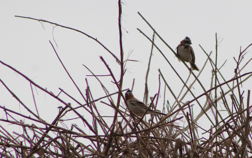 Rufous-collared Sparrow - ML32795921