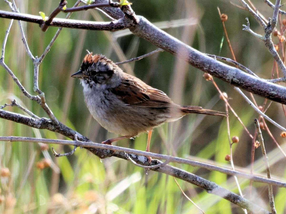Swamp Sparrow - ML327959761
