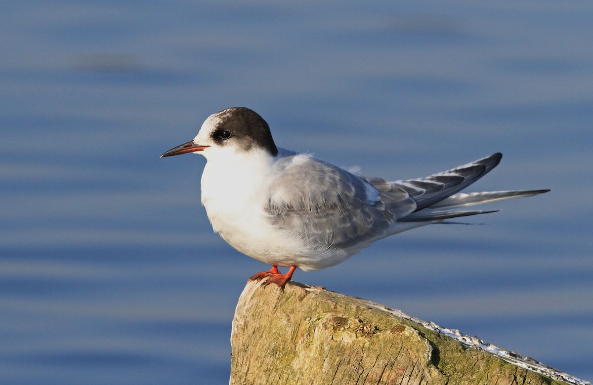 Arctic Tern - ML327960201