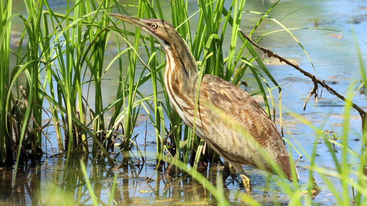 American Bittern - ML327960231