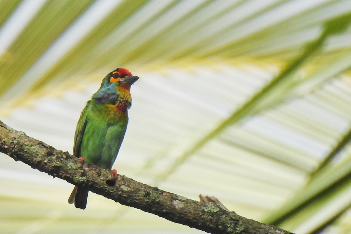 Crimson-fronted Barbet - ML327960661