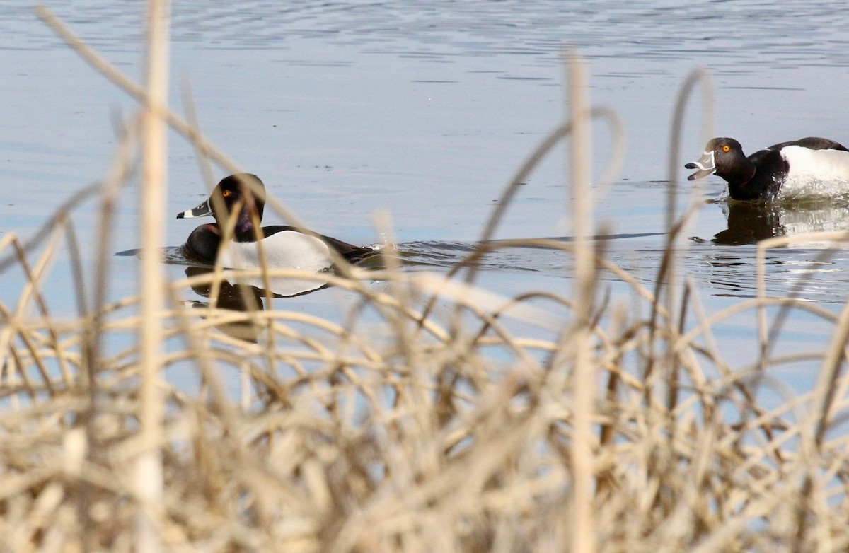 Ring-necked Duck - ML327962701