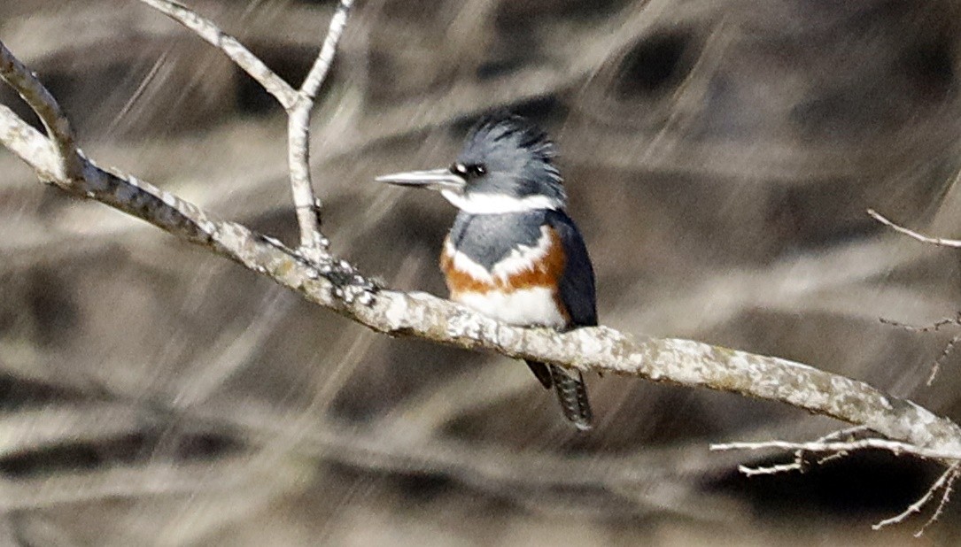 Belted Kingfisher - ML327964761