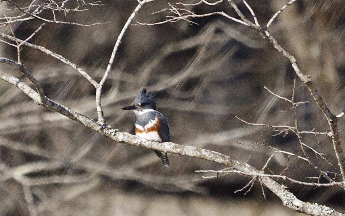 Belted Kingfisher - ML327964771