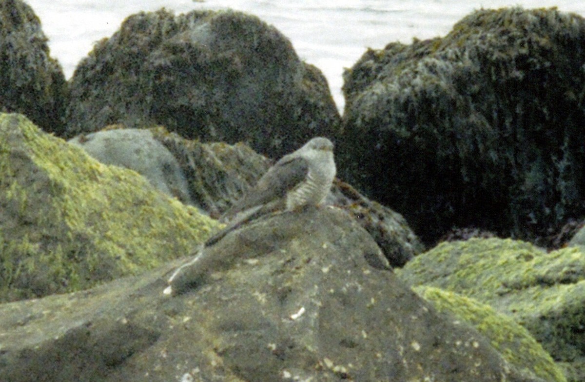 Common Cuckoo - Paul Regular