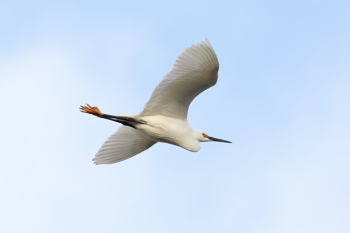 Snowy Egret - ML327965951