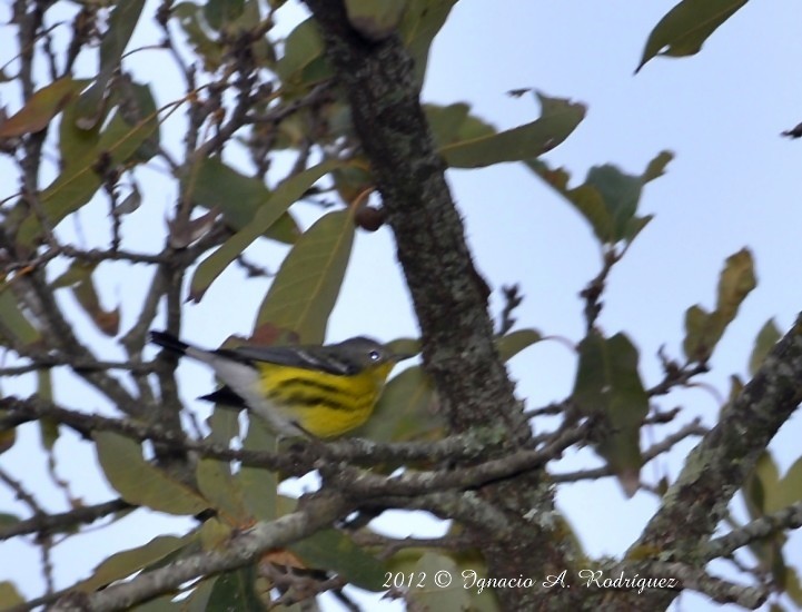 Magnolia Warbler - ML327966271