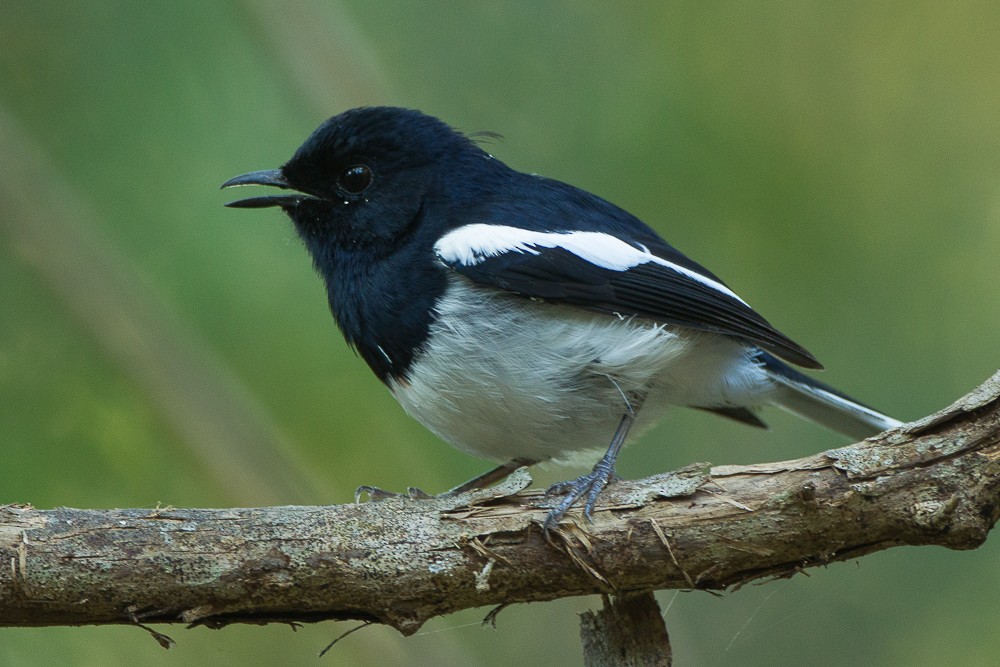 Madagascar Magpie-Robin - ML327967121