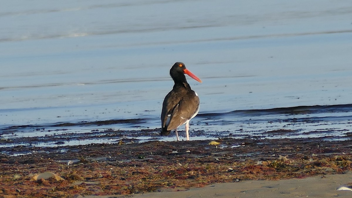 American Oystercatcher - Avery Fish