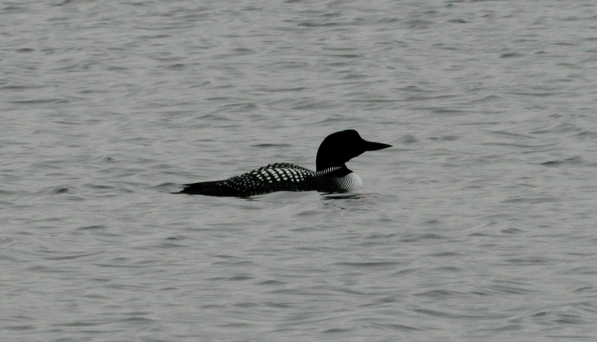 Common Loon - ML327970631