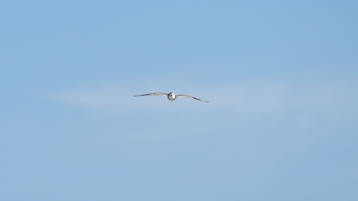 Piping Plover - ML327971501