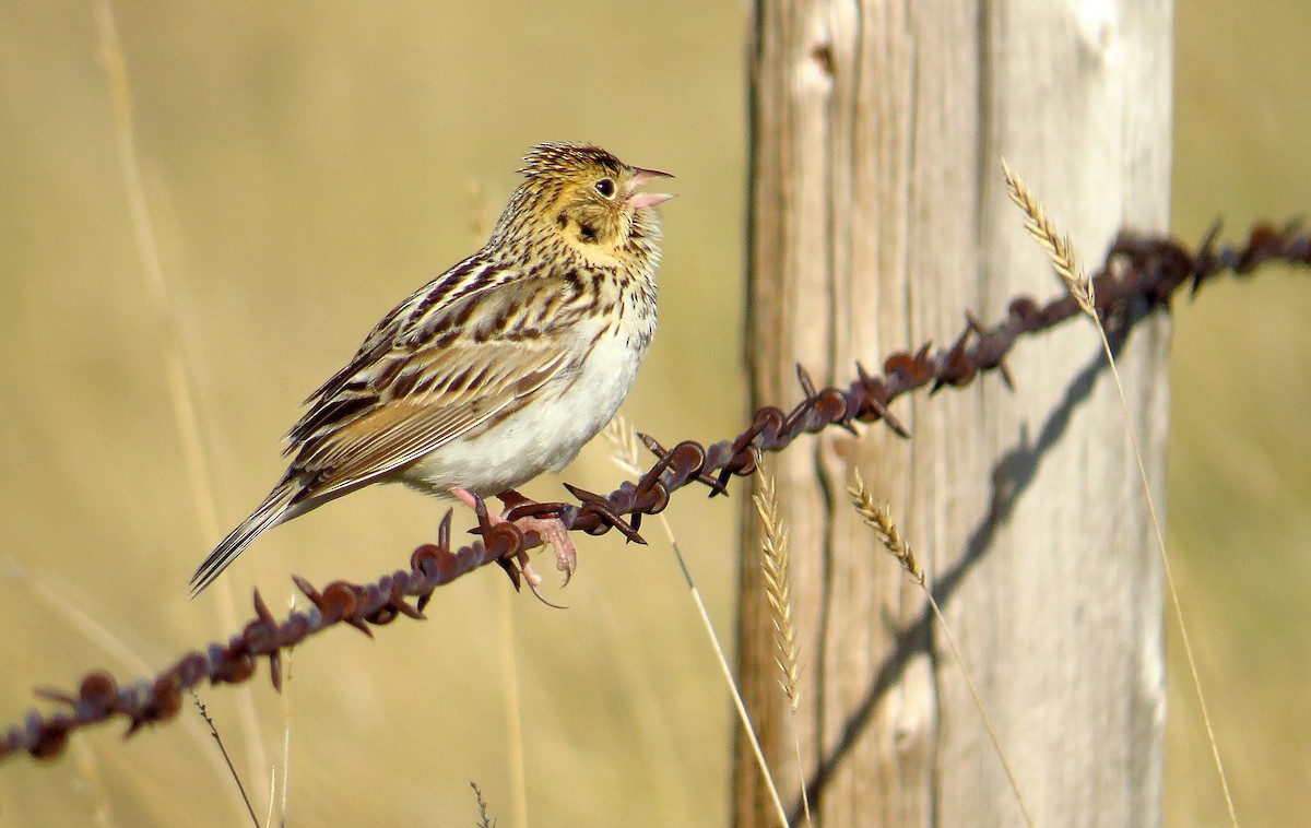 Baird's Sparrow - ML32797221