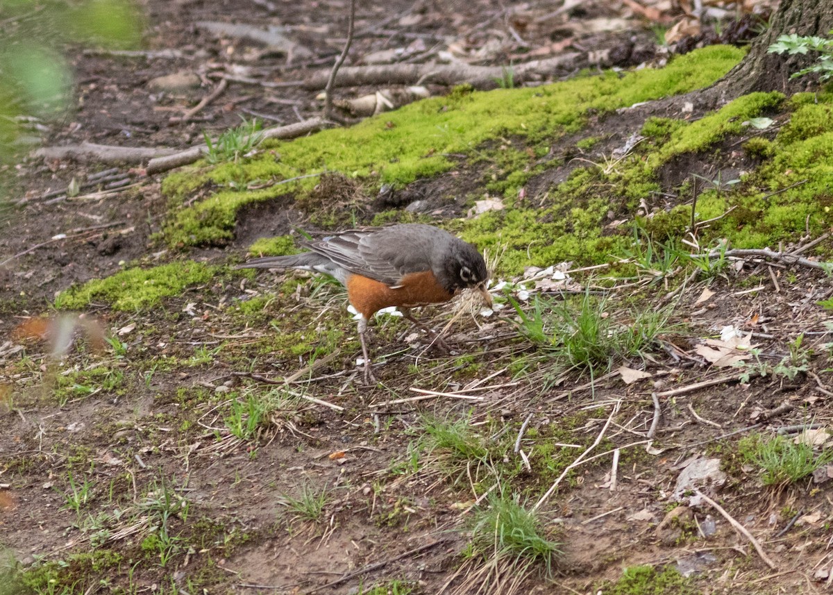 American Robin - ML327973171