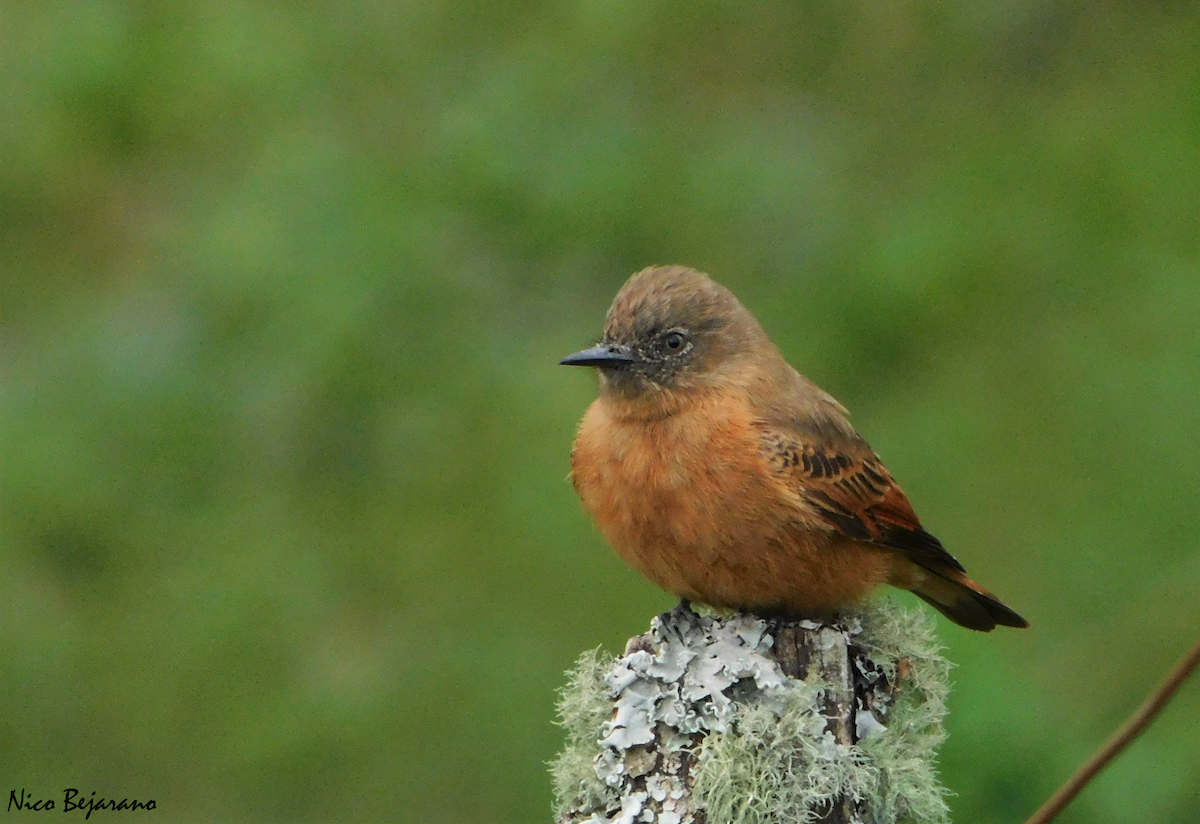 Cliff Flycatcher - ML327973251