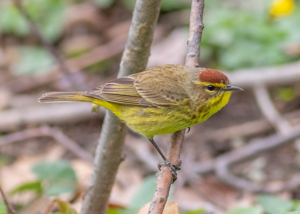 Palm Warbler - ML327973271