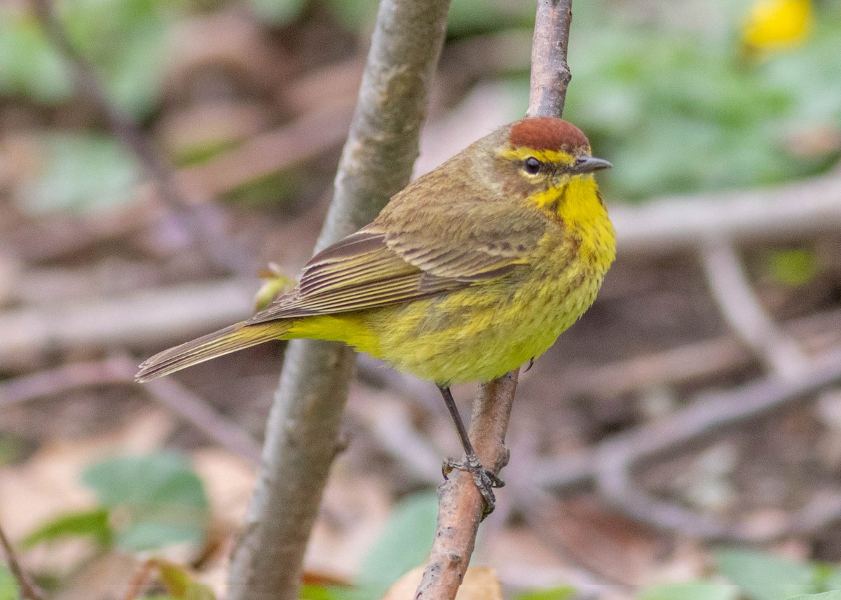 Palm Warbler - ML327973291