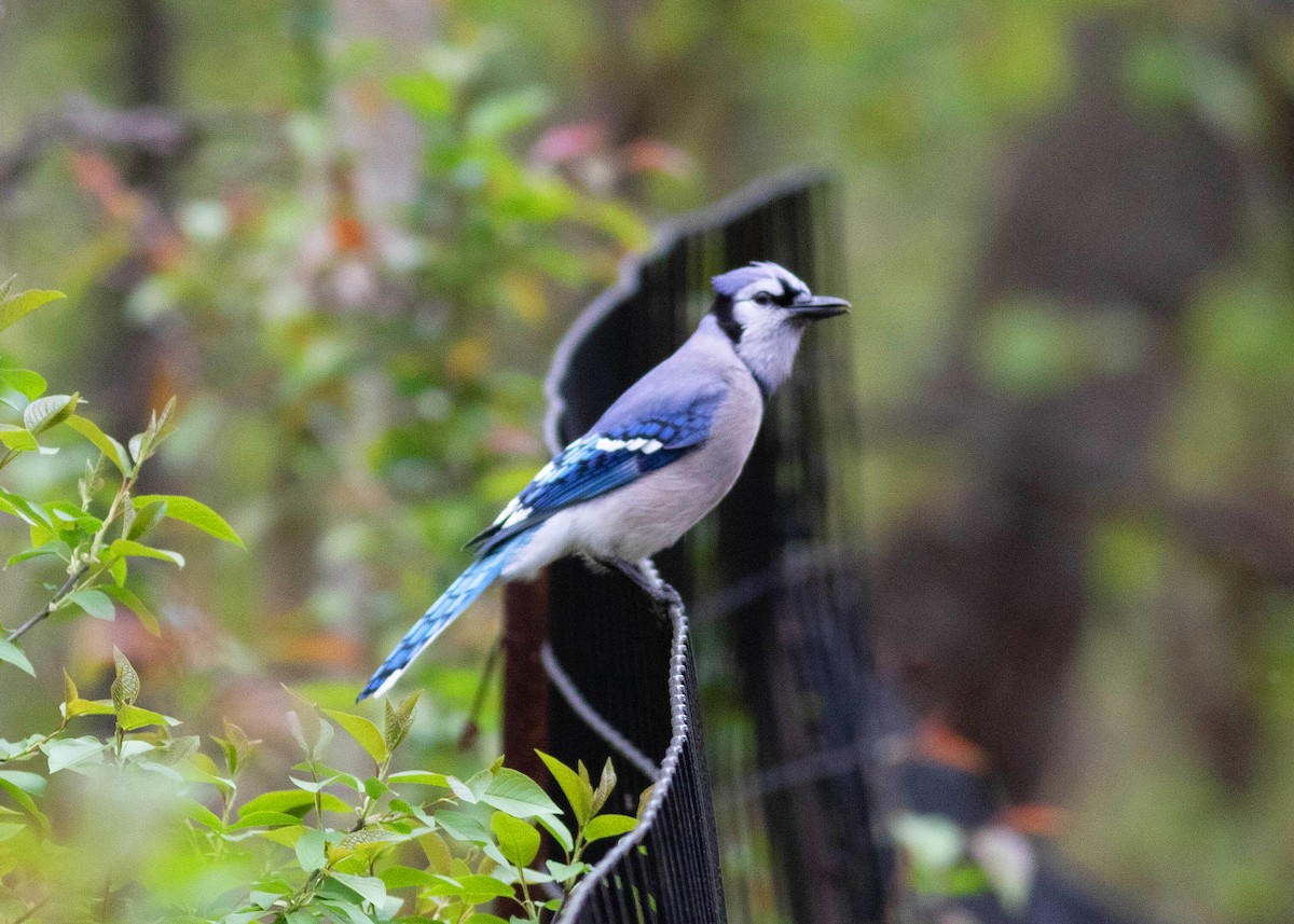 Blue Jay - ML327974401