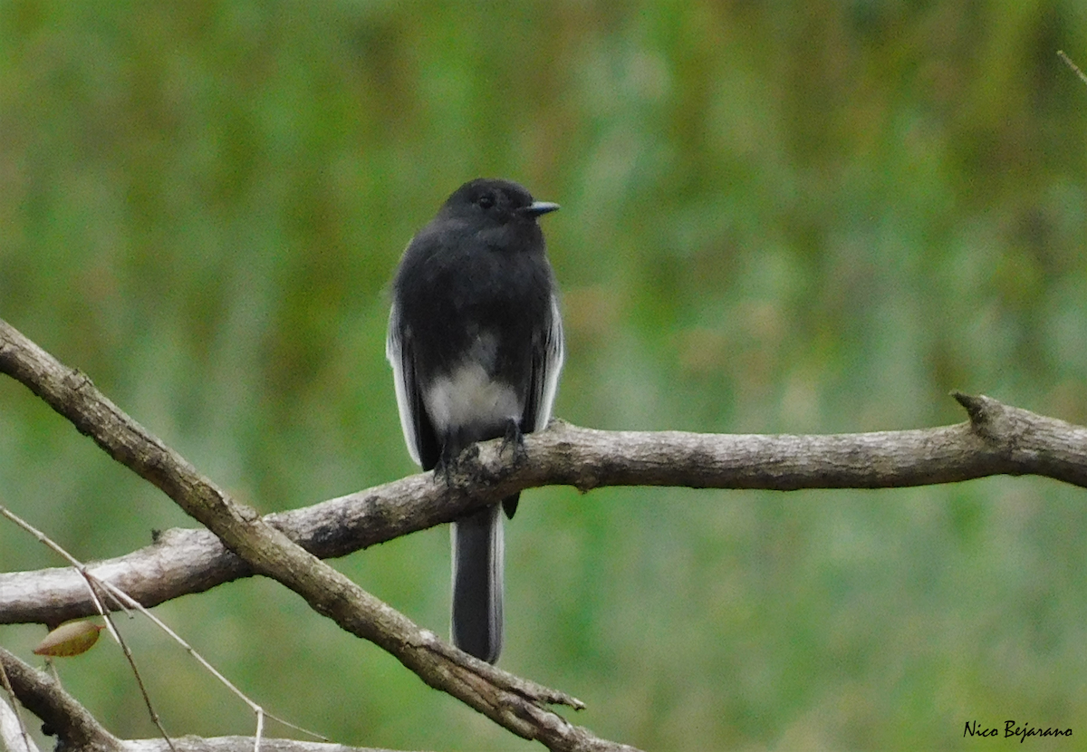 Black Phoebe - ML327975391