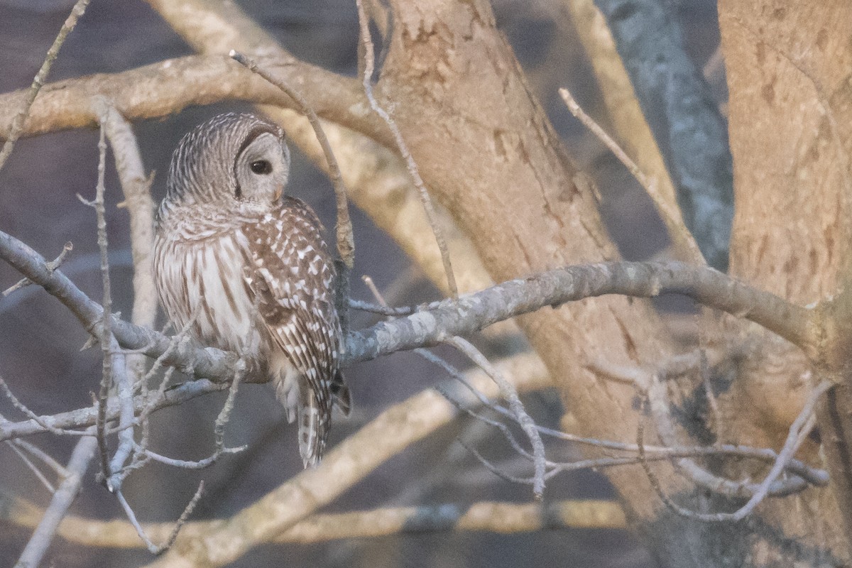 Barred Owl - County Lister Brendan