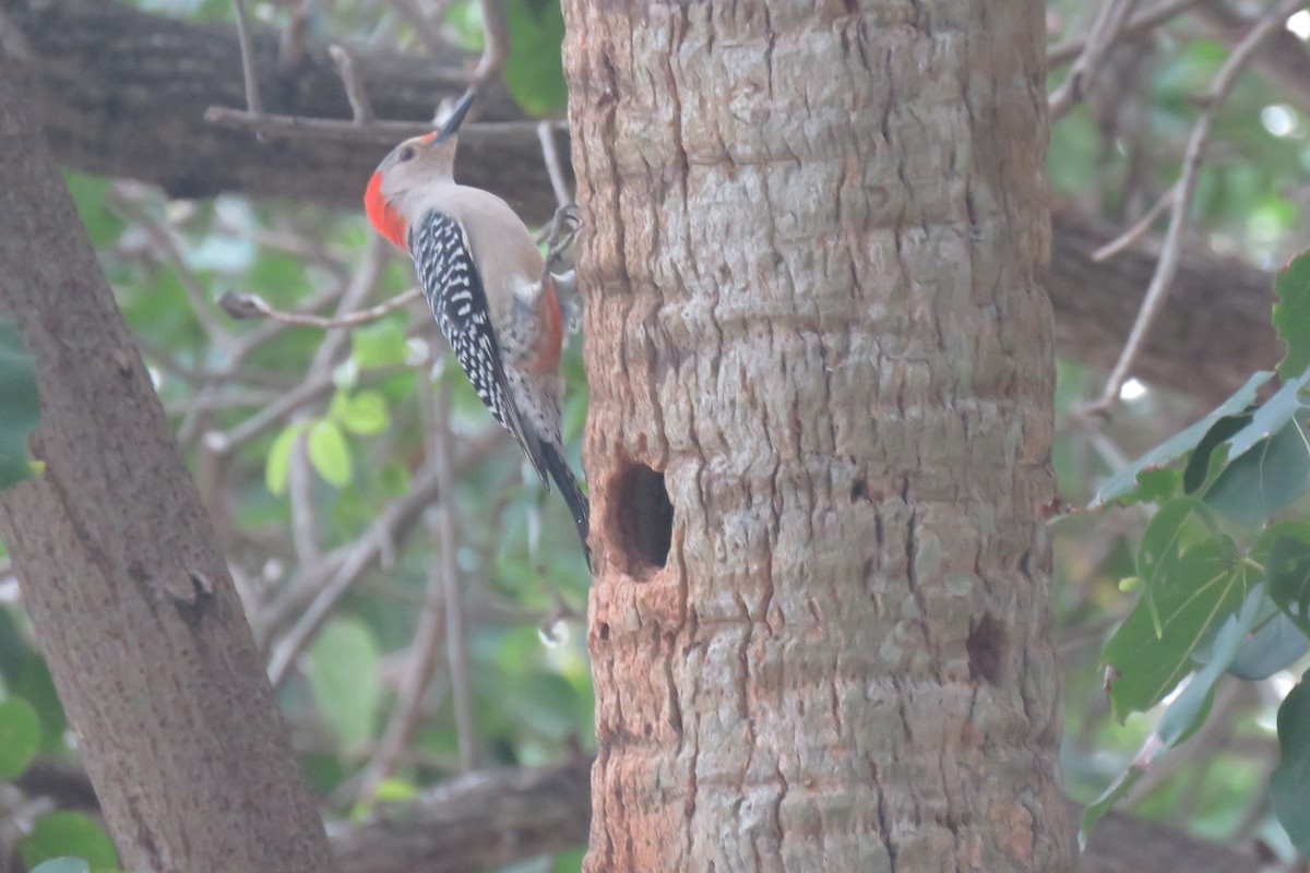 Red-bellied Woodpecker - ML327976341