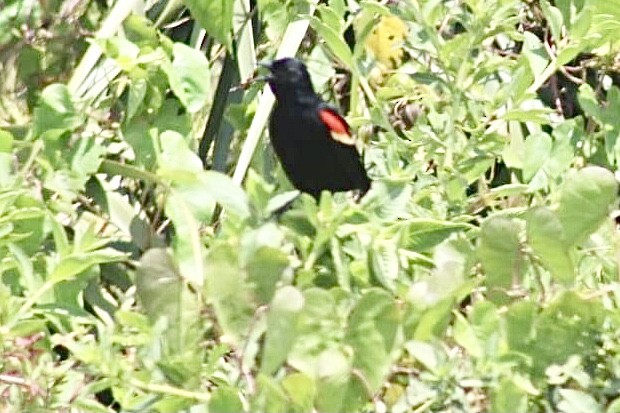 Red-winged Blackbird - ML327976521