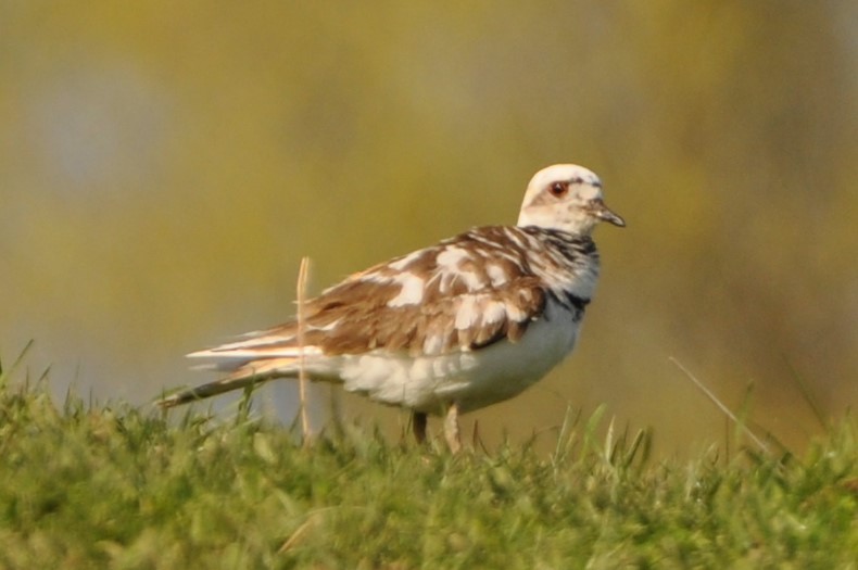 Killdeer - ML327977461