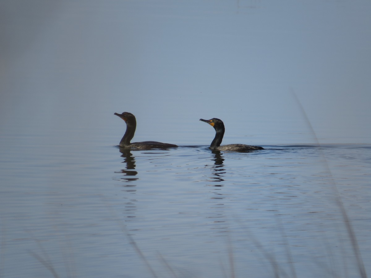 Double-crested Cormorant - ML327977841