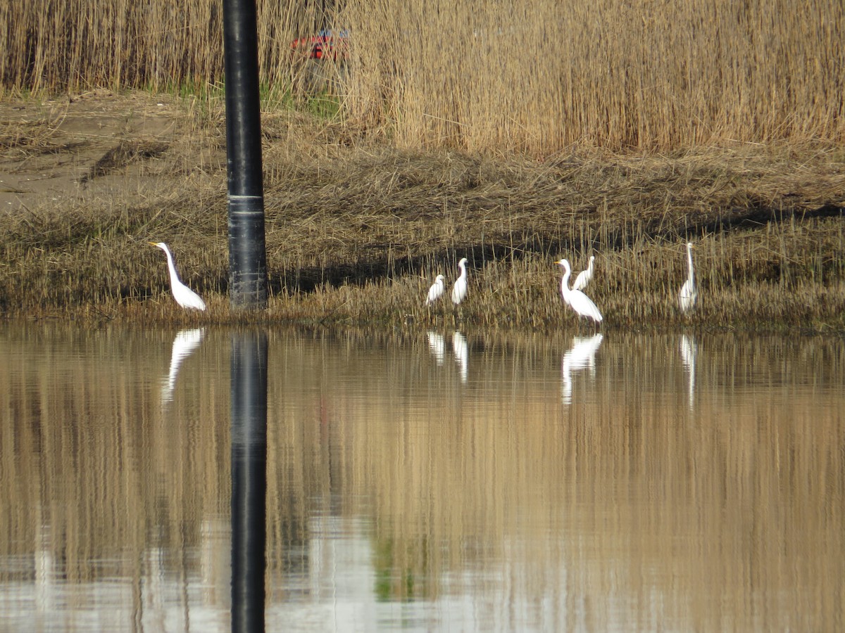 Great Egret - ML327978001